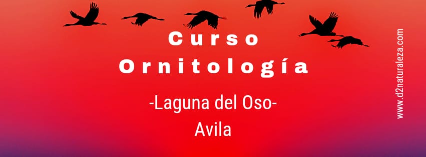 Curso Ornitología. Laguna de El Oso. Ávila